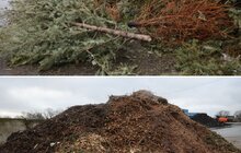 Фото 1: На міській станції компостування переробляють використані новорічні ялинки