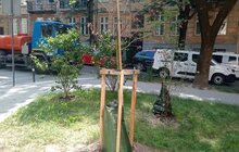 Фото 7: У Львові встановили понад 500 поливальних мішків для дерев