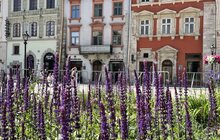 Фото 9: Вербена, рудбекія та ехінацея – на площі Ринок висадили нові квіти