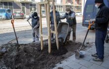 Фото 11: 432 дерева за 7 днів: весняний Львів озеленюють