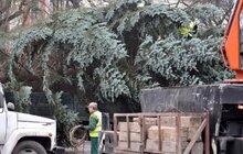 Фото 1: У Львові встановили головну новорічну ялинку: за тиждень її урочисто відкриють