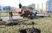 Фото 2: На Сихові висаджують 20 нових дерев, план міста на цей рік — не менше 10 тис зелених насаджень