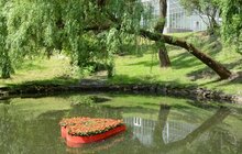 Фото 4: У Стрийському парку з’явилась клумба на воді