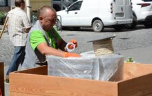 Фото 9: На пл. Катедральній висадили 10 кулястих кленів у горщиках 
