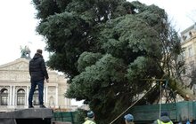 Фото 2: До Львова привезли головну ялинку міста