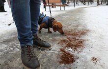 Фото 5: У парку Львова вперше використали кавову гущу для боротьби з ожеледицею