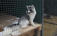 Фото 6: У мерії розглядають можливості комплексного розвитку парку «Знесіння» і Домівки врятованих тварин