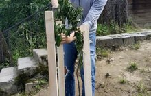 Фото 7: З нагоди свого 90-ліття в Україні Ротарі-клуб заснував іменну алею у Шевченківському гаю