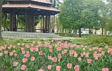Фото 1: У Львові тепер є нова тюльпанова локація з біло-рожевих і малинових квітів