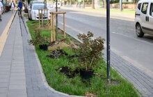 Фото 3: На вул. Бандери до Дня Незалежності висадили дерева
