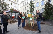 Фото 1: 41 нове дерево висаджують у центральній частині Львова: завдяки спонсорам зможуть закупити 50 дронів