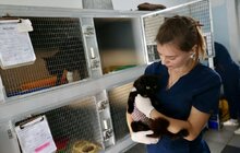 Фото 5: ЛКП «Лев» стає міським центром із комплексної допомоги для безпритульних та домашніх тварин (фото/​відео)