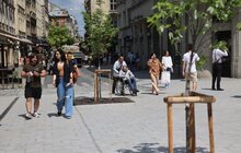 Фото 5: На площі Галицькій висадили нові дерева