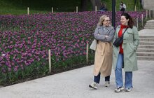 Фото 14: 200 тисяч тюльпанів Нідерланди вже подарували Львову