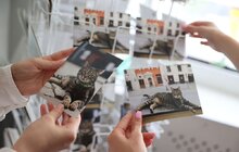 Фото 1: Котячий мер Львова запрошує: у Ратуші облаштували станцію для тварин (відео)