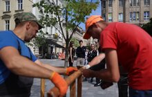 Фото 16: На площі Галицькій висадили нові дерева