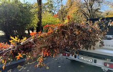 Фото 4: У місті висаджують дерева, подаровані спонсорами