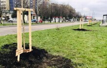 Фото 4: На вихідних у Львові висадили дерева у межах акції «Озеленення планети»