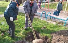 Фото 6: 120 спонсорських дерев та понад 10 кущів: у Львові триває висадка в рамках акції «Хочу посадити дерево»