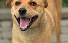 Фото 7: 50 собак і 17 котів чекають на своїх господарів у ЛКП «Лев»