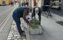 Фото 3: На площі Катедральній у Львові висаджують ялівець і кипариси