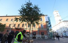 Фото 1: Замість поваленої буревієм тополі – 7 робіній: на площі Катедральній висадили нові дерева