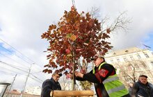 Фото 7: На проспекті Свободи висадили понад 20 кленів-яворів (відео)