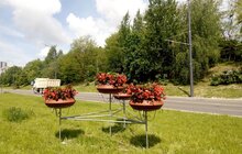 Фото 12: Сихів у квітах: на території району облаштовують квіткові композиції