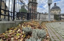 Фото 2: 12 шкіл та дитсадків Львова матимуть нове озеленення