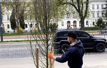 Фото 1: На вулиці Степана Бандери висаджують дерева