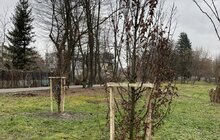 Фото 4: Липи, клени та гіркокаштани: у Львові висадять майже тисячу дерев та понад 6 тисяч кущів