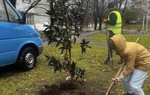 Фото 4: Понад 60 нових дерев висадили в Залізничному районі Львова