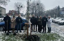 Фото 5: Понад 60 нових дерев висадили в Залізничному районі Львова