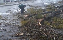 Фото 2: Через падіння дерева тимчасово не курсує тролейбус № 12