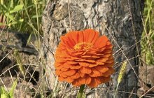 Фото 3: На Меморіалі Небесної Сотні квітує різнотрав’я