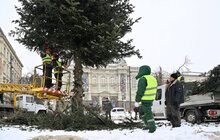 Фото 3: Головну ялинку Львова демонтували: вперше хвоєю святкового дерева ласують кози (відео)