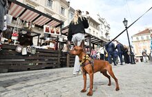 Фото 12: Ікони, шеврони, прикраси, делікатеси з м'яса: сьогодні у Львові стартував Ветеранський ярмарок (відео)