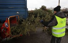 Фото 3: На міській станції компостування переробляють використані новорічні ялинки
