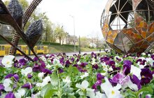 Фото 3: У Львові висаджують квіткові композиції