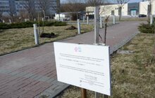 Фото 4: На Сихові висаджують 20 нових дерев, план міста на цей рік — не менше 10 тис зелених насаджень