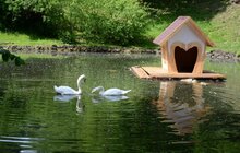 Фото 5: У Стрийському парку з’явилась клумба на воді