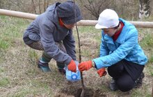 Фото 4: У Львові відновлювали Черешневий гай Климентія Шептицького