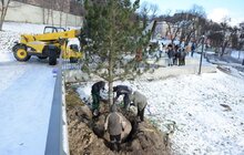 Фото 3: На Меморіалі пам’яті Героїв Небесної Сотні висадили сосни