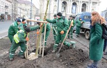 Фото 5: На площі перед Оперним театром висадили 8 платанів