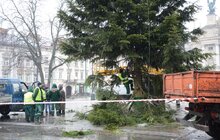 Фото 2: Головну ялинку міста демонтовують та відправлять на утилізацію