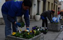 Фото 3: У місті розпочалась весняна висадка квітів 