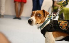 Фото 3: Найпопулярніший пес України відвідав юних пацієнтів у лікарні Св. Миколая у Львові