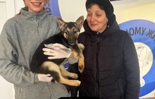 Фото 4: Понад 20 тварин із ЛКП «Лев» знайшли дім у лютому