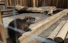Фото 7: «Ми хочемо збудувати ще один еколого-натуралістичний центр в частині Снопківського парку», — А. Садовий