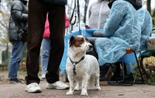 Фото 2: За три дні у парку Франка провакцинували від сказу майже 150 котів та собак